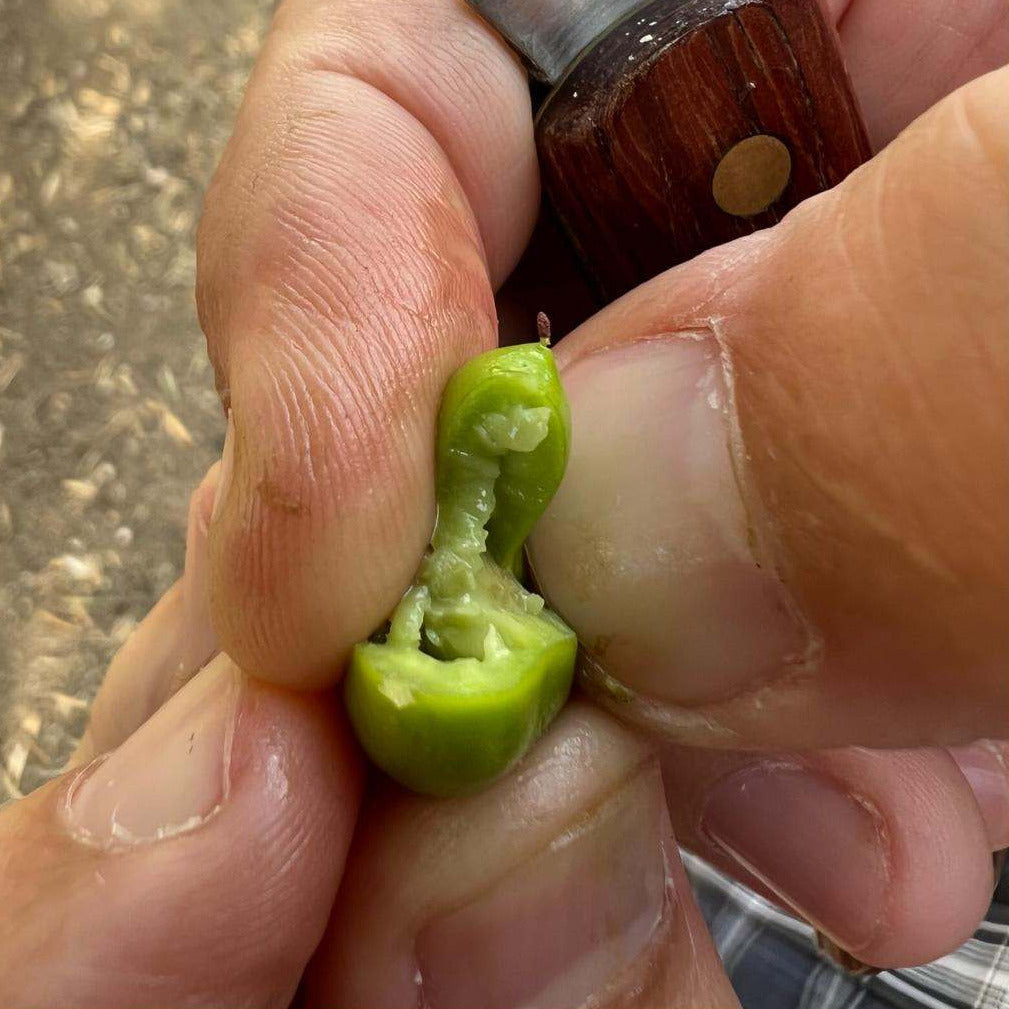 Cosecha Temprana 25/26, Sin filtrar. PRE RESERVA.